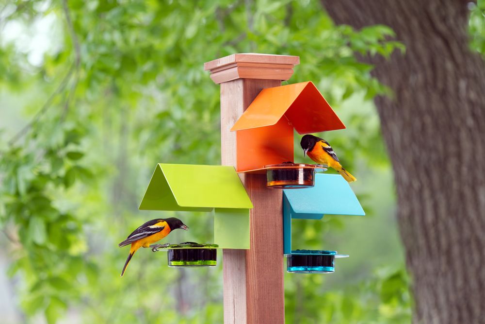 Couronne - M447-200 oriole feeders with 2 orioles MAS51504