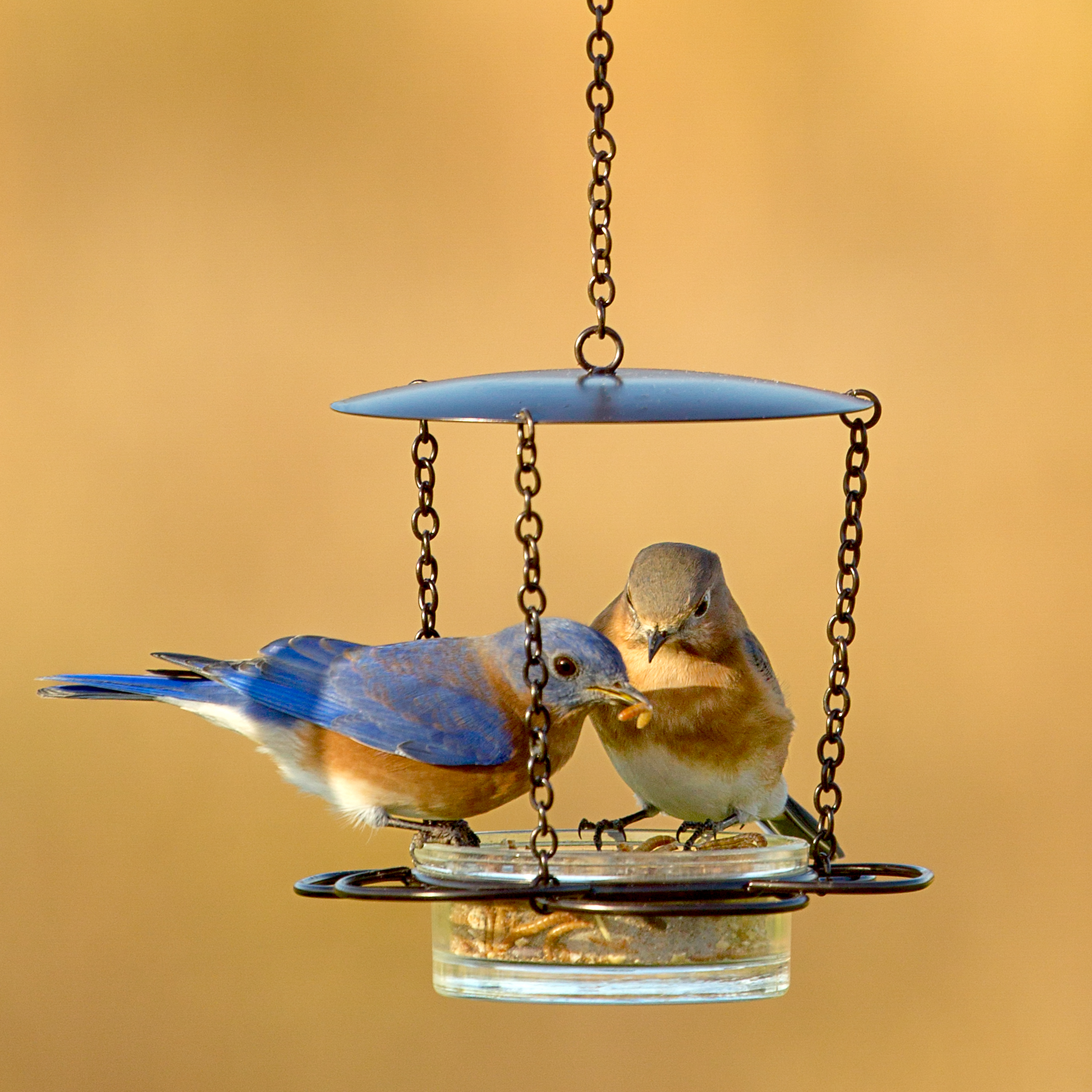 M446-200 Couronneco Hanging Floral Feeder - with mealworms and bluebirds 3MAS9103